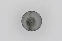 фото thumb №4, Клипса уплотнители капот honda accord city civic crv