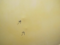 фото thumb №11, Ford transit connect i 1 pt2 mk1 02- двері праве зсувні saffron yello