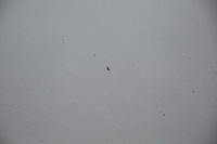 фото thumb №8, Дверь передние перед правое honda cr-v iii b538m