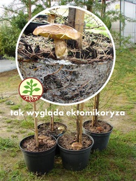 Микориза для мицелия хвойных деревьев