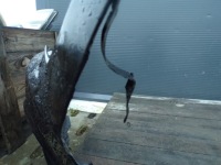 Бампер передний перед audi a4 b9 s-line цвет ly9t с Разборки, фото thumb