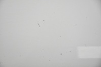 Капот крышка двигателя lexus is 2 xe20 Киев, фото thumb