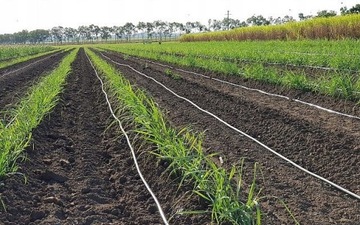 PREMIUM BRĄZOWA LINIA KROPLUJĄCA 100m NAWODNIENIE KROPLEKOWE WĄŻ