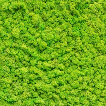 ОБОИ MOSS GREEN WALL PLANT MOTIF 5105al