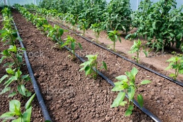 PREMIUM BRĄZOWA LINIA KROPLUJĄCA 100m NAWODNIENIE KROPLEKOWE WĄŻ