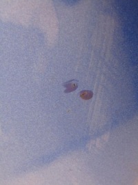 Бампер передній перед b593m honda civic x Київ, фото thumb