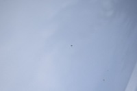 фото thumb №9, Audi a8 d3 lift капот кришка двигуна lx7w