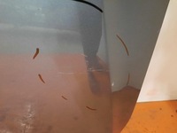 фото thumb №8, Ssangyong tivoli 19- рестайлінг kgm капот передня кришка двигуна перед