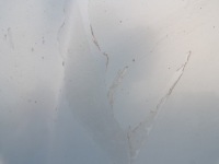 фото thumb №6, Капот крышка двигателя seat ibiza 3 iii 6l цвет ls5t