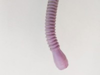 Citroen peugeot шланг усилитель тормозов оригинал Цена, фото thumb