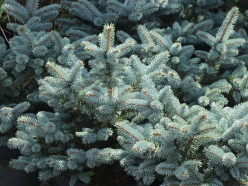 Ель голубая Glauca Globosa серебристо-зеленая