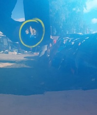 фото thumb №5, Капот nissan juke 2 19-