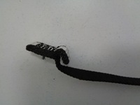 фото thumb №2, Citroen c4 picasso 2 ii air bag шторка безопасности левая