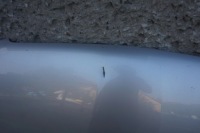 фото thumb №8, Підсилювач pas kompletny перед rav4 iii