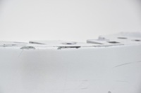 фото thumb №13, Бампер задний задняя seat ibiza iii 3d