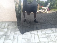 Капот крышка двигателя hyundai genezis g80 16-20 Цена, фото thumb