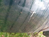 фото thumb №10, Дверь правое задняя задние skoda octavia i 1 03r 98-06 kod 9570 2.0 aqy idealne