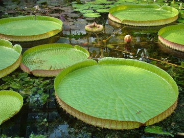 НАЗЕМНАЯ ГЛИНА РАСТЕНИЯ ВОДЯНЫЕ ЛИЛЫ POND 25кг