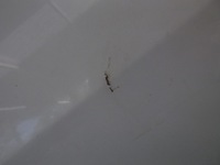 фото thumb №5, Renault scenic ii 03- двері передні праві перед