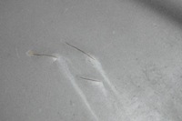 фото thumb №9, Капот кришка двигуна mercedes w140 s клас 1408802657 bez іржа