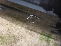 фото thumb №8, Skoda scala 657 19- двері задні праве правий задня оригінал