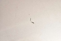 фото thumb №6, Крышка багажника багажника задняя задняя 426-26 volvo s40 2 ii 04-07