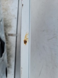 фото thumb №15, Toyota rav4 18- двері праве задні задня