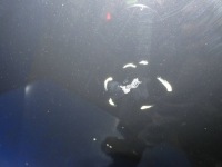 Volvo xc90 2 капот крышка двигателя перед 487-46 Недорого, фото thumb