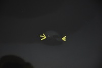 фото thumb №3, Капот кришка двигуна mazda rx-8