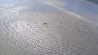фото thumb №9, Iveco daily iii 2009r сиденье правое перед