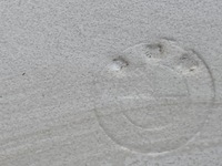 фото thumb №6, Двері праве перед передні bmw 2 f46