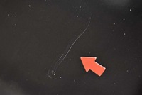 фото thumb №6, Капот кришка двигуна czarna vw touran 1 i lift 06-10