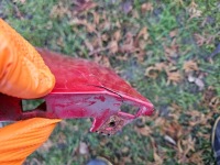 Бампер перед renault megane iv 16- в Україні, фото thumb