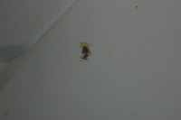 фото thumb №11, Капот кришка двигуна iveco daily 2014-