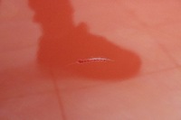 фото thumb №5, Дверь левая левый перед kia ceed 3d proceed 2006- o4