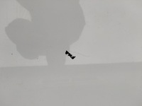 фото thumb №8, Капот кришка двигуна peugeot 207 lift 09-12 білий оригінал