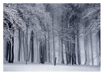 Фотообои ЗИМНИЙ ЛЕС Зимний Лес Снег 368x254