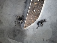 фото thumb №14, Hyundai i20 ii | бампер задня задній 86611-c8000 | 1458