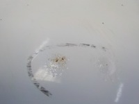 фото thumb №10, Vw caddy дверь сдвижные правое