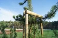 опора-колышек для саженцев 5x250 см, комплект