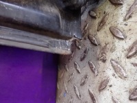 фото thumb №15, Opel zafira a i двері задня ліва задні z20r