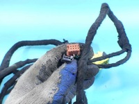 фото thumb №12, Електропроводка джгут двері лівий перед citroen c5 iii