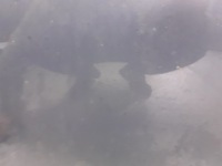 фото thumb №5, Двері лівий перед mazda 6 32s