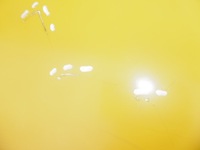 фото thumb №6, Крила правий перед renault master ii opel movano