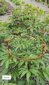 Podpórki Podpora do roślin krzewów kwiatów róż hortensji piwonii D35H55cm