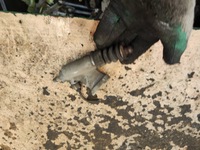 фото thumb №1, Honda accord vii 2.0 v-tec цилиндр сцепления помпа