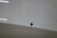 фото thumb №11, Капот renault kangoo ii 08-13 цвет - 369