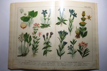 POLSKI ATLAS BOTANICZNY, TABLICE BARWNE, ZIOŁA, ZIELNIK, sprzed I wojny