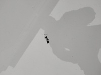 фото thumb №7, Капот крышка двигателя opel insignia a рестайлинг годы 13-17 цвет z40r оригинал