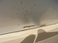 фото thumb №5, Дверь правое перед subaru impreza gh 2009 c3s